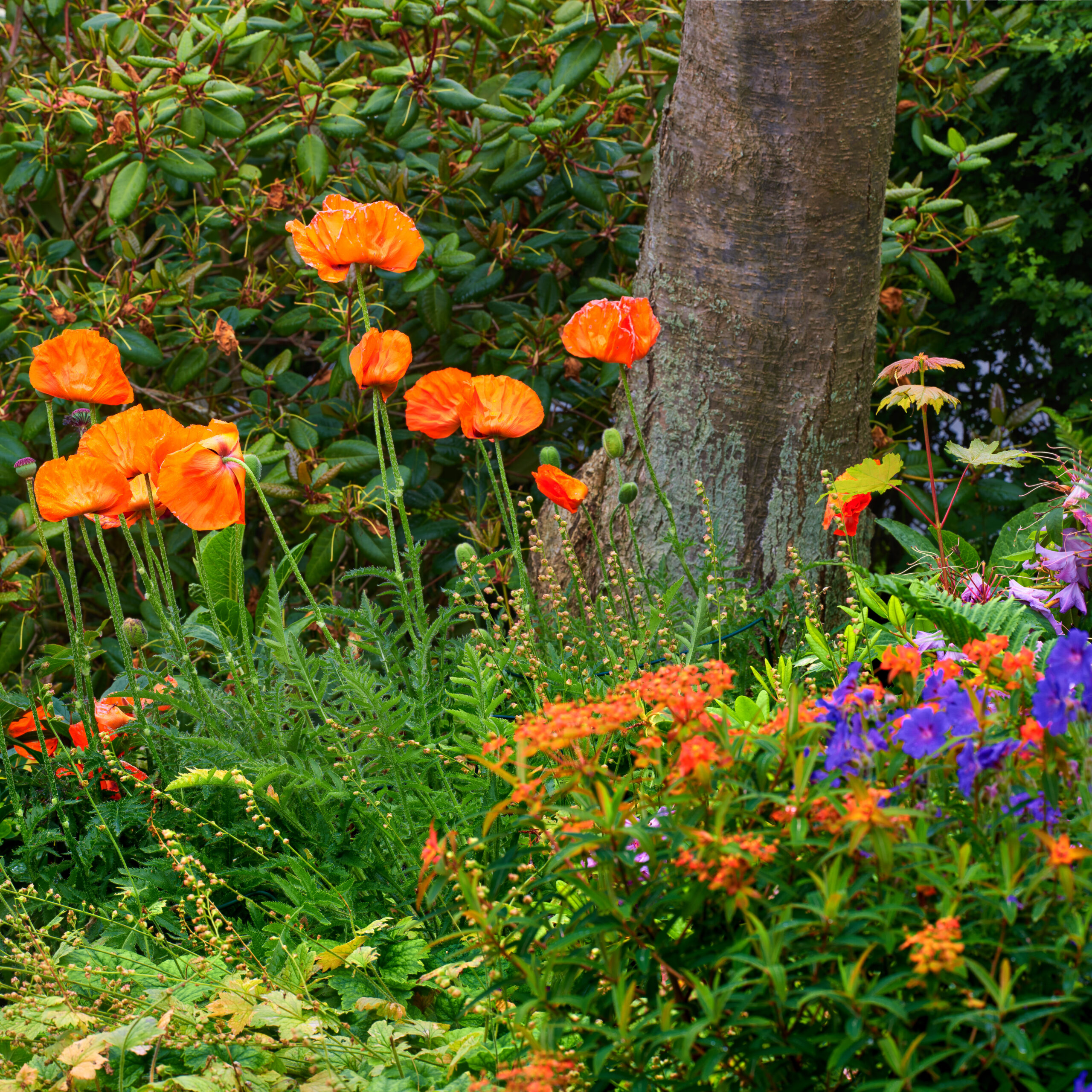 Poppies blooming.