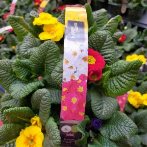 Primrose (pack of 6)