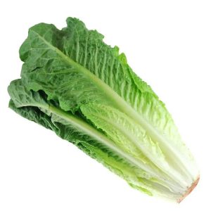 Romain lettuce (coss)