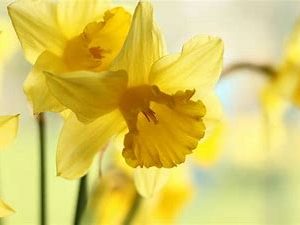Daffodil (bunch)