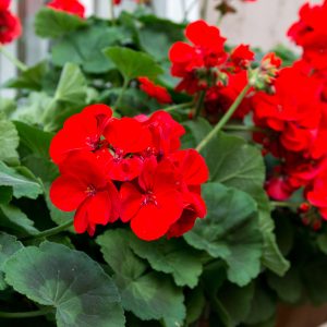 Geranium (per pot) please specify prefered colour in the comments box whilst checking out and we will our best to source it for you or find you the closest alternative