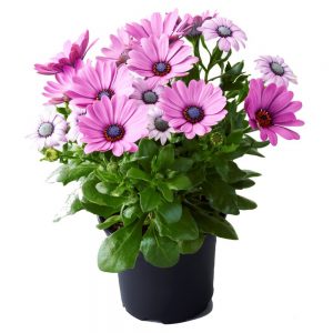Osteospermum (per pot) please specify prefered colour in the comments box whilst checking out and we will do our best to source it for you or find you the closest alternative.