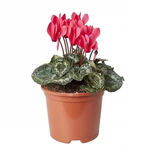 Cyclamen (Per pot)