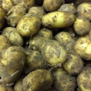 Italian New Potatoes ( 20lb full box )