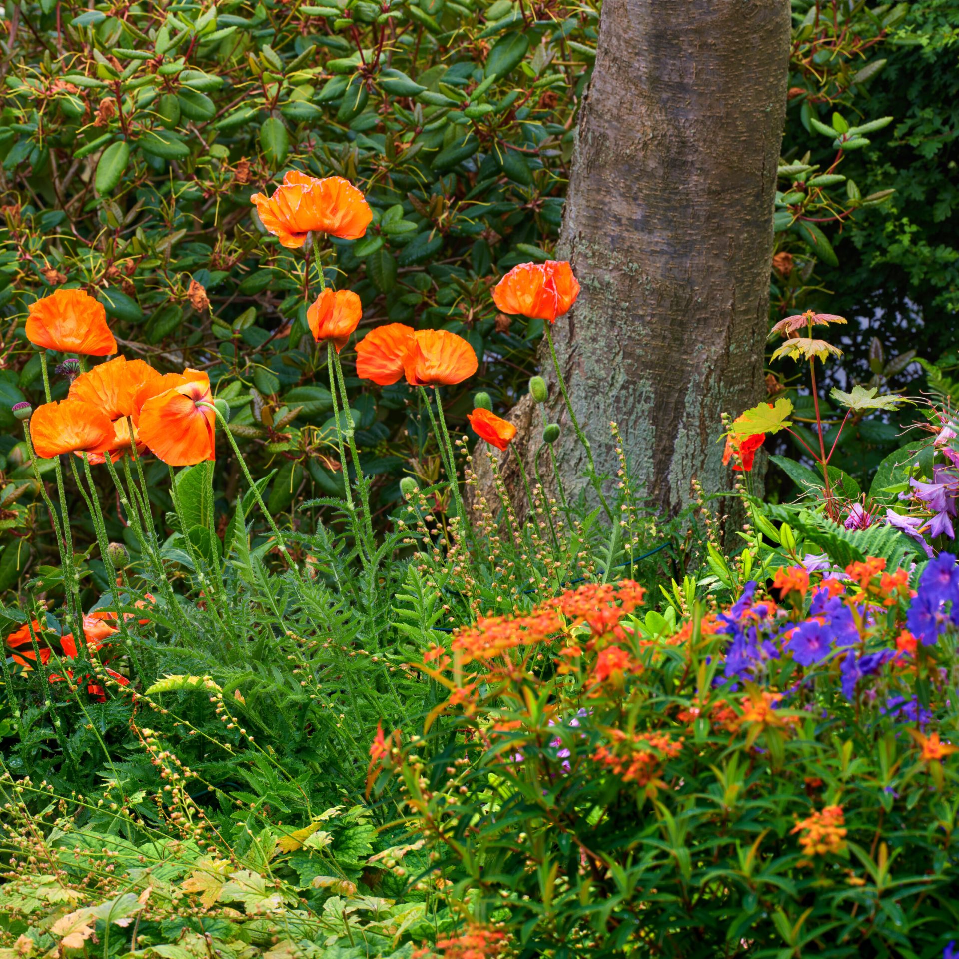 Poppies blooming.